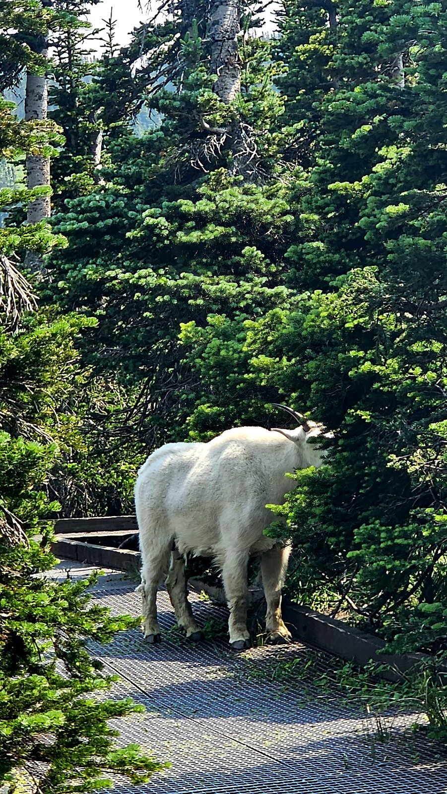Photograph from Glacier National Park, Montana