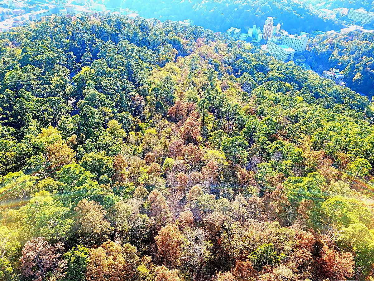 Photograph from Arkansas